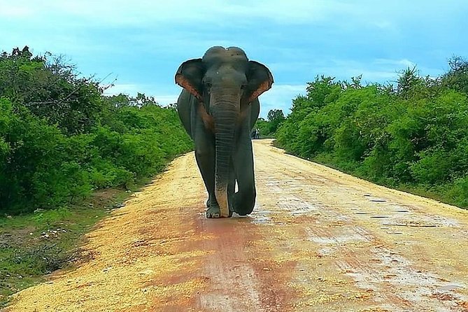 Morning 07 Hour Private Safari at Yala National Park by Yala La Safari Tours - What seven to eight hours really gives you