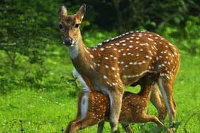 Morning 07 Hour Private Safari at Yala National Park by Yala La Safari Tours - The jeep, driver, and personal service