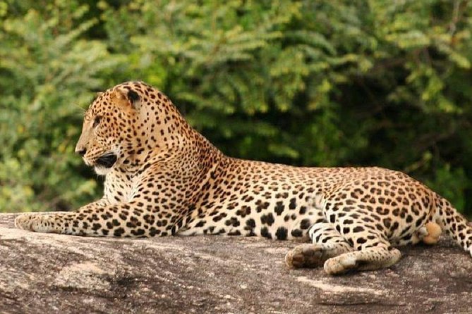 Morning 07 Hour Private Safari at Yala National Park by Yala La Safari Tours - Who will get the most from this safari