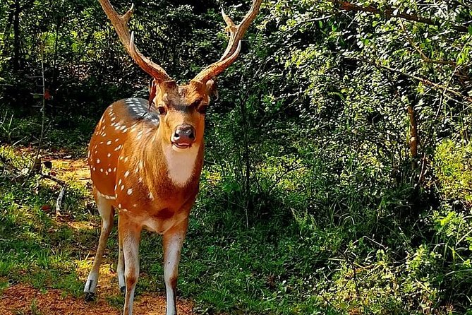 Morning 07 Hour Private Safari at Yala National Park by Yala La Safari Tours - Is the $94 price good value?