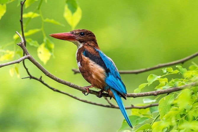 Muthurajawela Bird Watching Tour From Colombo & Negombo - Key points at a glance