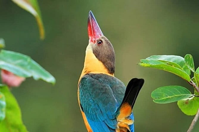 Muthurajawela Bird Watching Tour From Colombo & Negombo - Why Muthurajawela makes a good birding escape