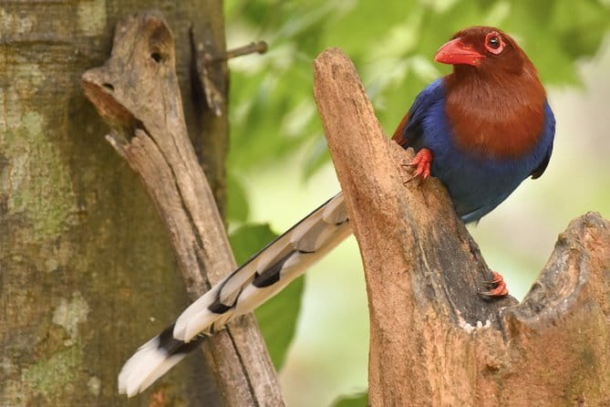 Muthurajawela Bird Watching Tour From Colombo & Negombo - Who will get the most from this experience?