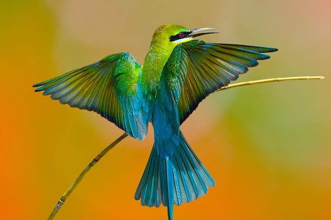 Muthurajawela Bird Watching Tour From Colombo & Negombo - From Colombo or Negombo to the marsh