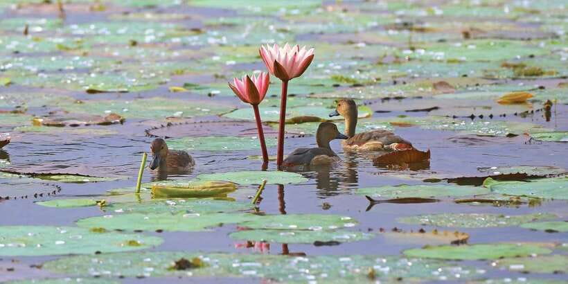Muthurajawela Bird Watching Tour from Negombo and Colombo - Why Muthurajawela is worth your morning