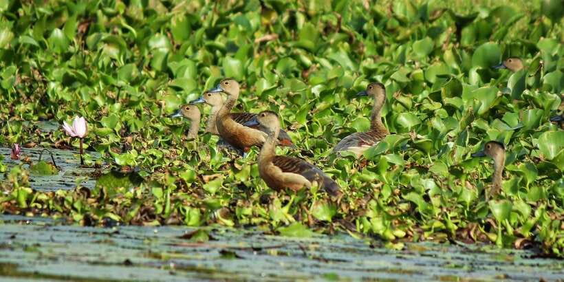Muthurajawela Bird Watching Tour from Negombo and Colombo - Getting oriented at the Muthurajawela visitor center
