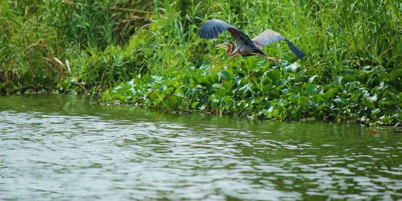 Muthurajawela Bird Watching Tour from Negombo and Colombo - The 7:00 AM tuk tuk pickup from Negombo or Colombo
