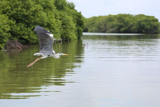 Muthurajawela Bird Watching Tour from Negombo / Colombo - Why Muthurajawela Marsh is worth leaving Colombo for