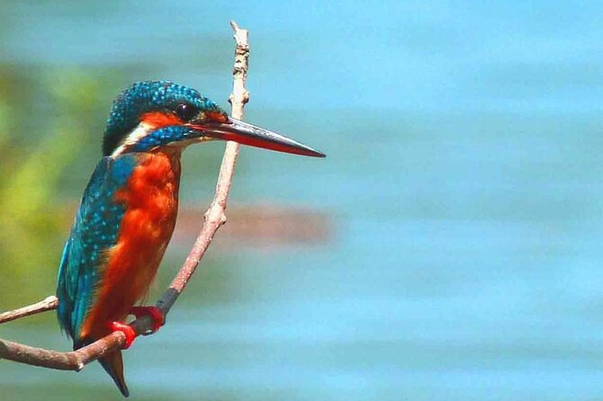 Muthurajawela Bird Watching Tour from Negombo / Colombo - Who will enjoy this morning most?