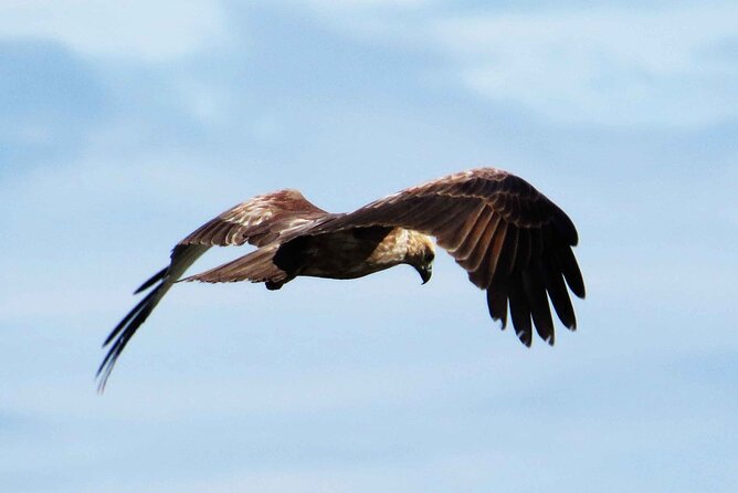 Muthurajawela Bird Watching Tour from Negombo / Colombo - The 7:00 a.m. tuk tuk pickup