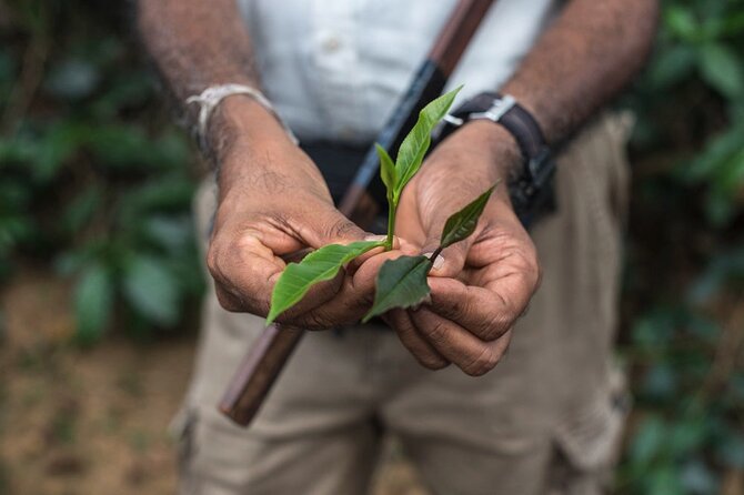 Nandana Tea Walking Tour in Sri Lanka - Key points before you book