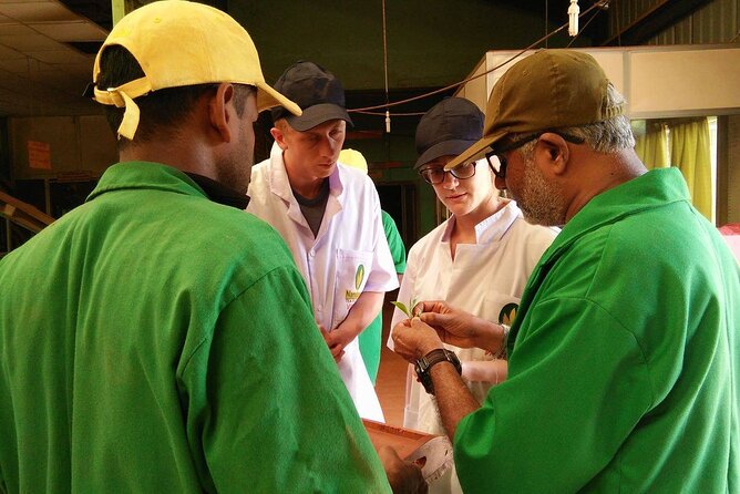 Nandana Tea Walking Tour in Sri Lanka - An optional Sri Lankan meal under banana or lotus leaf