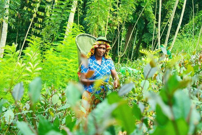 Nandana Tea Walking Tour in Sri Lanka - What the $78 price gives you