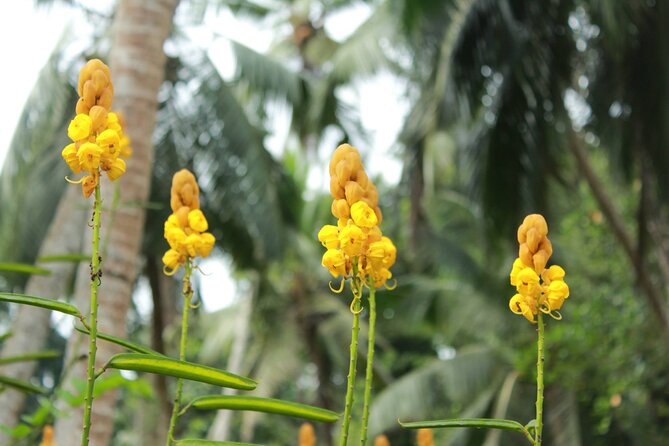 Nandana Tea Walking Tour in Sri Lanka - Getting there and planning your visit