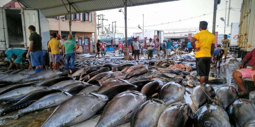 Negombo: Fishing Village Highlights Private Tour by Tuk Tuk - Key points at a glance