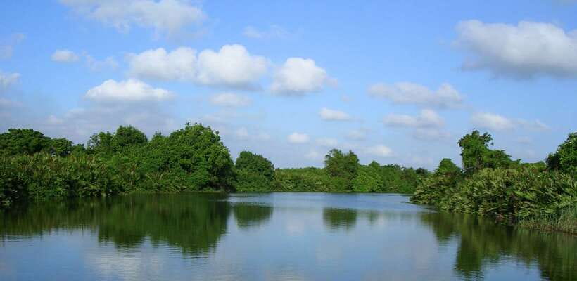 Negombo: Hamilton Canal to Colombo by Boat via Muthurajawela - Negombo Lagoon: mangroves, fishing, and birdlife