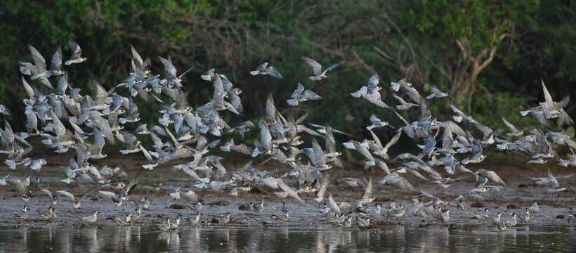 Negombo: Hamilton Canal to Colombo by Boat via Muthurajawela - Muthurajawela Wetland: the ecological high point