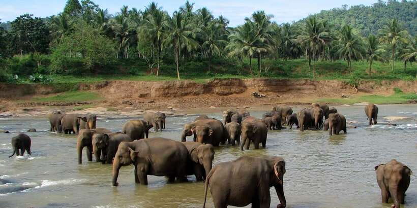 Negombo: Kandy and Pinnawala Elephant Orphanage Day Tour - From rubber plantations to Kandy’s hills