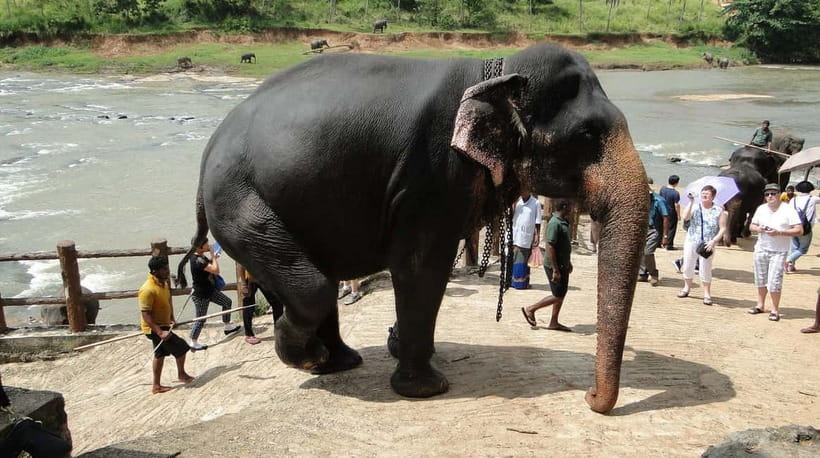 Negombo: Kandy and Pinnawala Elephant Orphanage Day Tour - The Temple of the Sacred Tooth Relic