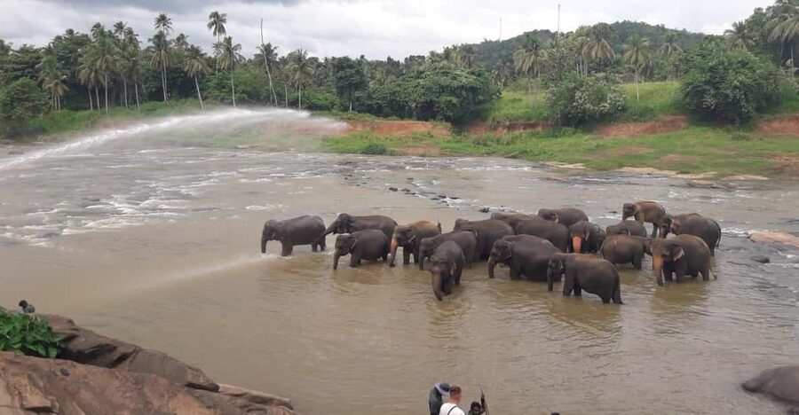 Negombo: Kandy and Pinnawala Elephant Orphanage Day Tour - Kandy Lake and the city view