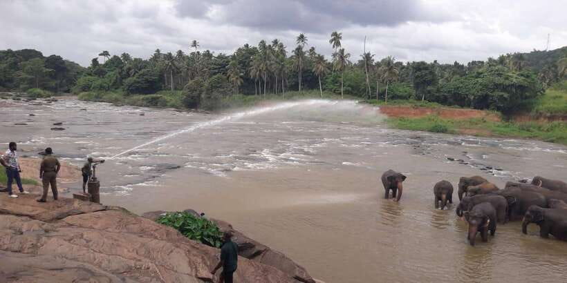 Negombo: Kandy and Pinnawala Elephant Orphanage Day Tour - Watching elephants at Pinnawala