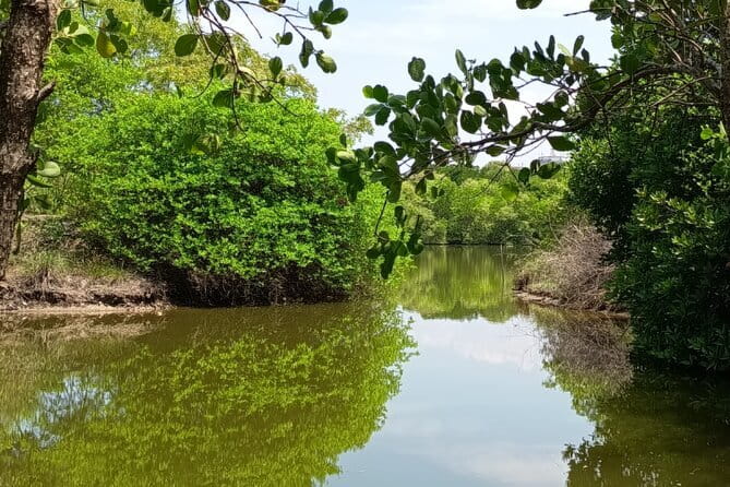 Negombo Lagoon Boat Safari Hotel Pickup(Monkey,Mangrove) - Fruit, king coconut, and a sandbank stop