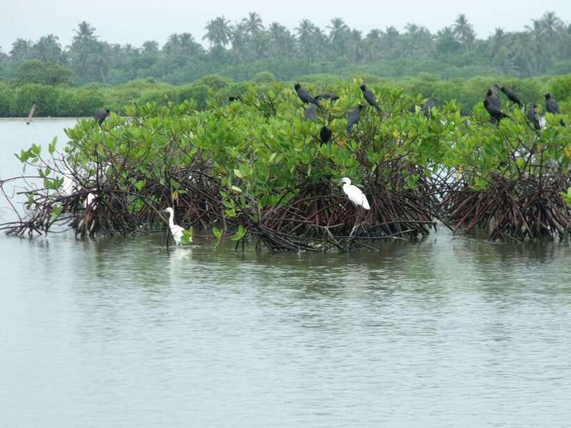 Negombo Lagoon (Mangrove ) Boat Excursion - Mangrove water, fishing nets, and birdlife