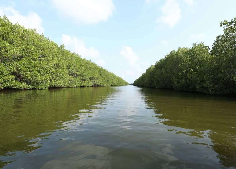 Negombo Lagoon (Mangrove ) Boat Excursion - Booking flexibility and arrival rules