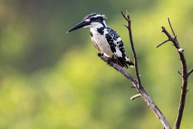 Negombo Lagoon & Muthurjawela Bird Watching Boat Tour - Why this wetland trip is worth your time