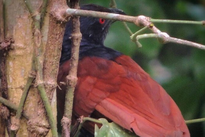 Negombo Lagoon & Muthurjawela Bird Watching Boat Tour - Timing, opening hours, and the two-hour plan