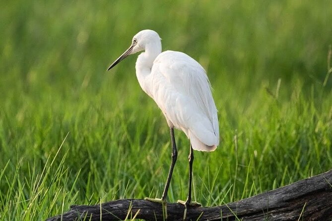 Negombo Lagoon & Muthurjawela Bird Watching Boat Tour - One hour inside Muthurajawela Marsh