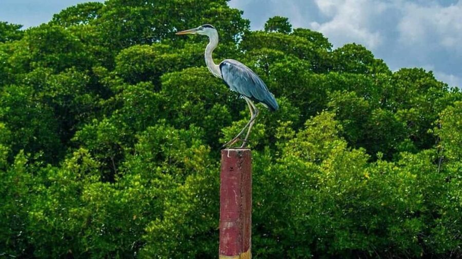 Negombo Private Tour: Market, Temples & Canal - The full-day route reaches Colombo’s major sights