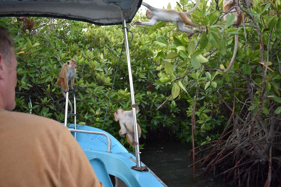 Negombo: Sunset lagoon boat tour with hotel transfers - What the guides add to the experience