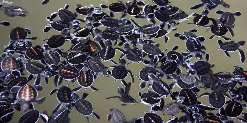 Negombo: Turtle hatchery, River safari, moon stone & Galle - What the $85 price really covers