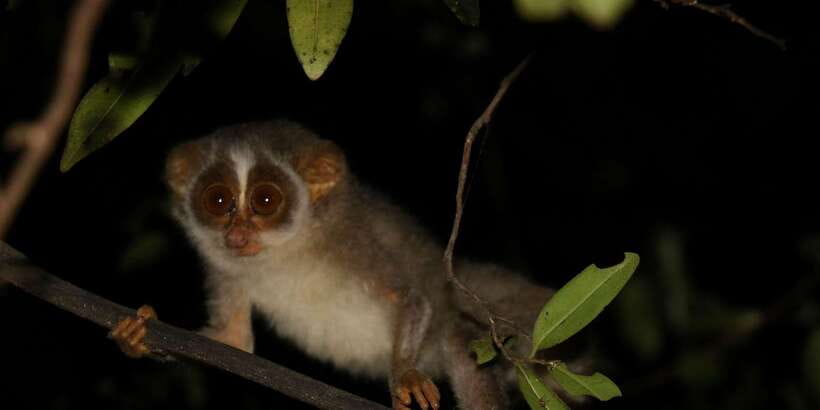 Night Hike to see Elusive & Rare Loris in Sigiriya - Booking, clothing, and timing tips