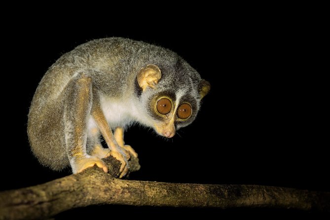 Night Hike to see Elusive & Rare Loris in Sigiriya - The opening talk in the Pidurangala treehouse