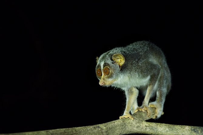 Night Hike to see Elusive & Rare Loris in Sigiriya - What a loris sighting really looks like