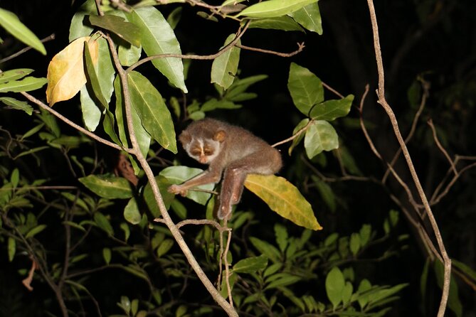 Night Hike to see Elusive & Rare Loris in Sigiriya - The guides make the short walk work
