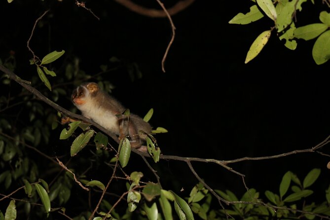 Night Hike to see Elusive & Rare Loris in Sigiriya - Adding dinner at the same forest property