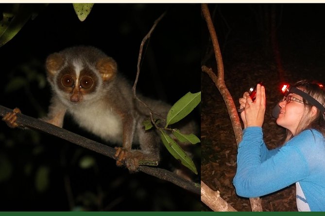 Night Hike to see Elusive & Rare Loris in Sigiriya - Who should book this evening activity?