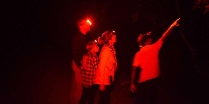 Night Hike to see Elusive & Rare Loris in Sigiriya - Who should book this experience