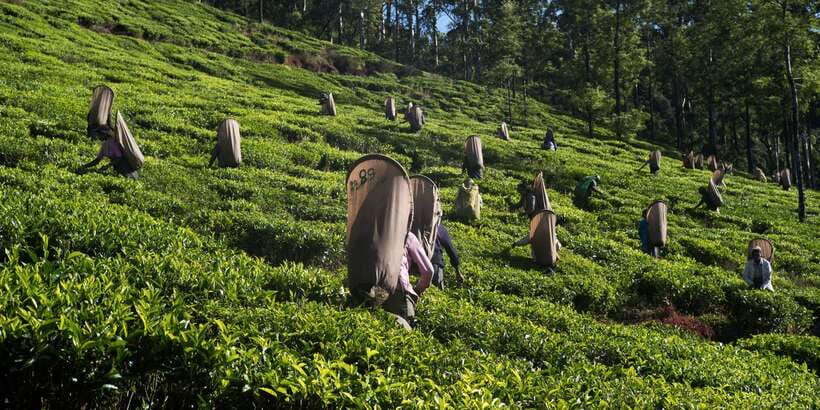 Nuwara Eliya: All-Inclusive Private Sightseeing Day Tour - Hakgala Botanical Gardens: roses, orchids, and open-air calm