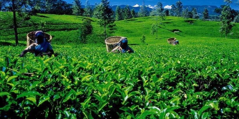 Nuwara Eliya: All-Inclusive Private Sightseeing Day Tour - Seetha Amman Temple and the Ramayana connection