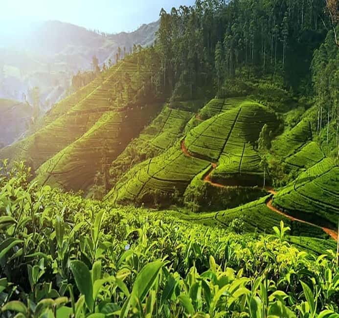 Nuwara Eliya Full day: 5Waterfalls, 2Tea Test & pick by TUK - Why this Nuwara Eliya day works