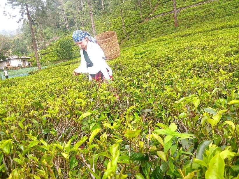 Nuwara Eliya: Tea Factory and Pickle Waterfalls Tuk Tuk Tour - How long should you allow?