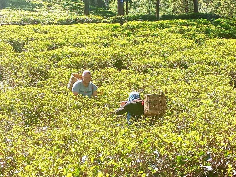 Nuwara Eliya: Tea Factory and Pickle Waterfalls Tuk Tuk Tour - What the $33 price really includes