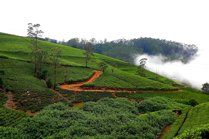 Nuwara Eliya Tea factory and waterfall tour - Blue Field Tea Factory finishes with tea plucking