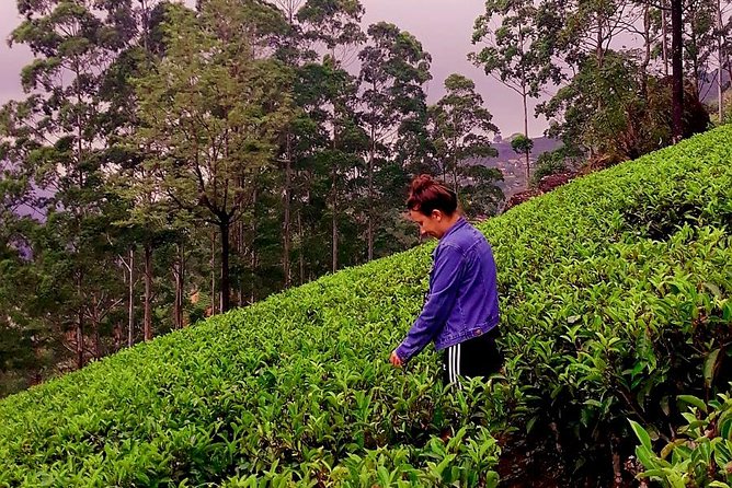 Nuwara Eliya Tea factory and waterfall tour - The guide can shape the whole day