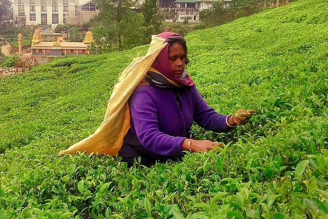 Nuwara Eliya Tea factory and waterfall tour - Who should book this tea and waterfall tour?