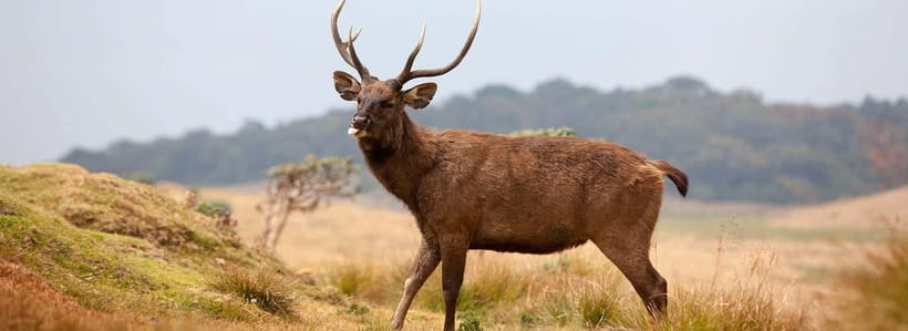 Nuwara Eliya to Horton Plains, Strawberry& Ambewela Farm TUK - Five things to know before booking